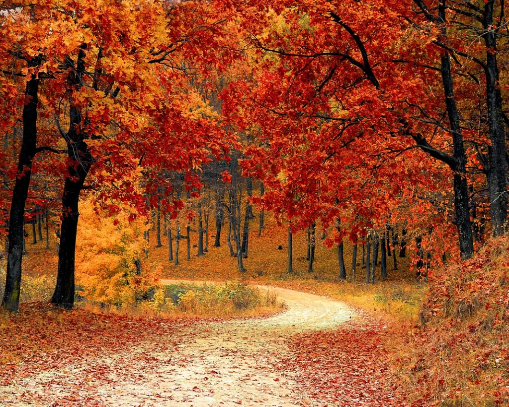 road, forest, fall-1072821.jpg