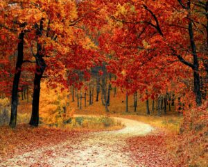 Red Leaf Trees Near the Road